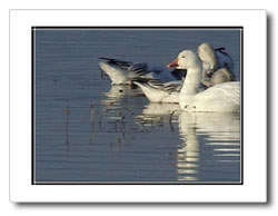 Click for larger view...